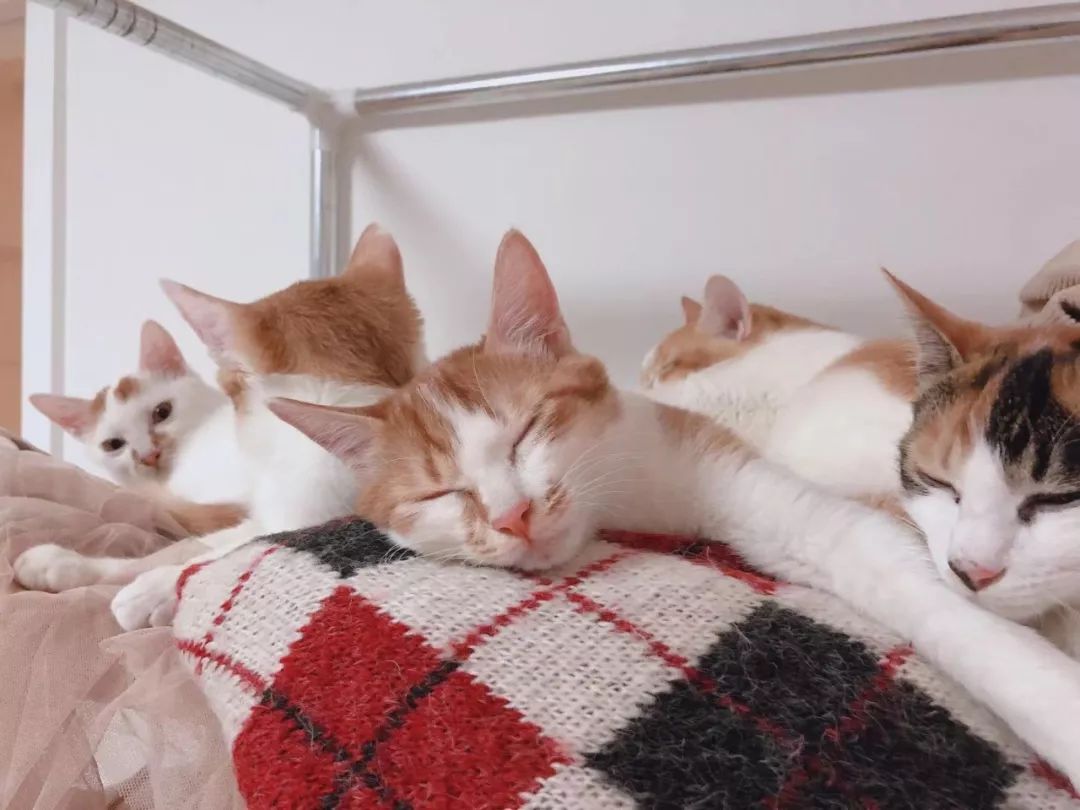 铲屎官旅游小猫咪开门,铲屎官出门猫咪躲床下