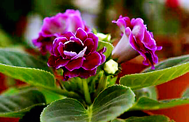 非洲紫罗兰盆栽,紫罗兰花卉盆栽图片