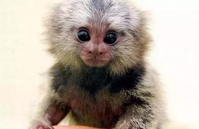 世界十大不寻常宠物,全球最稀有的宠物