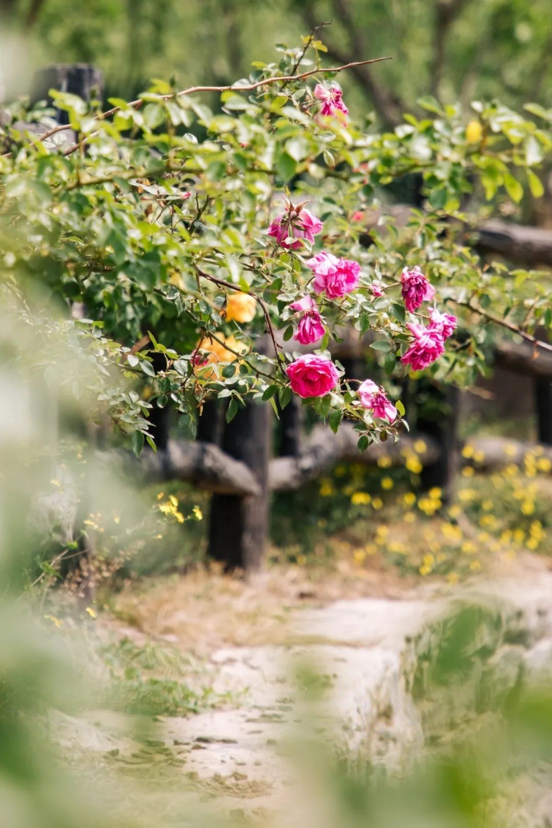这个真实存在的古村落美如仙境,沂蒙山风景区内的古村落