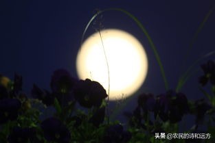 苏轼水调歌头中的婵娟是什么意思,苏轼写的一首古诗中的婵娟指什么