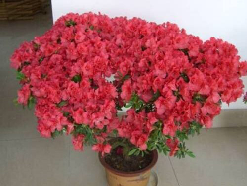 自制养花营养土的方法,养花用营养土还是黄泥巴土