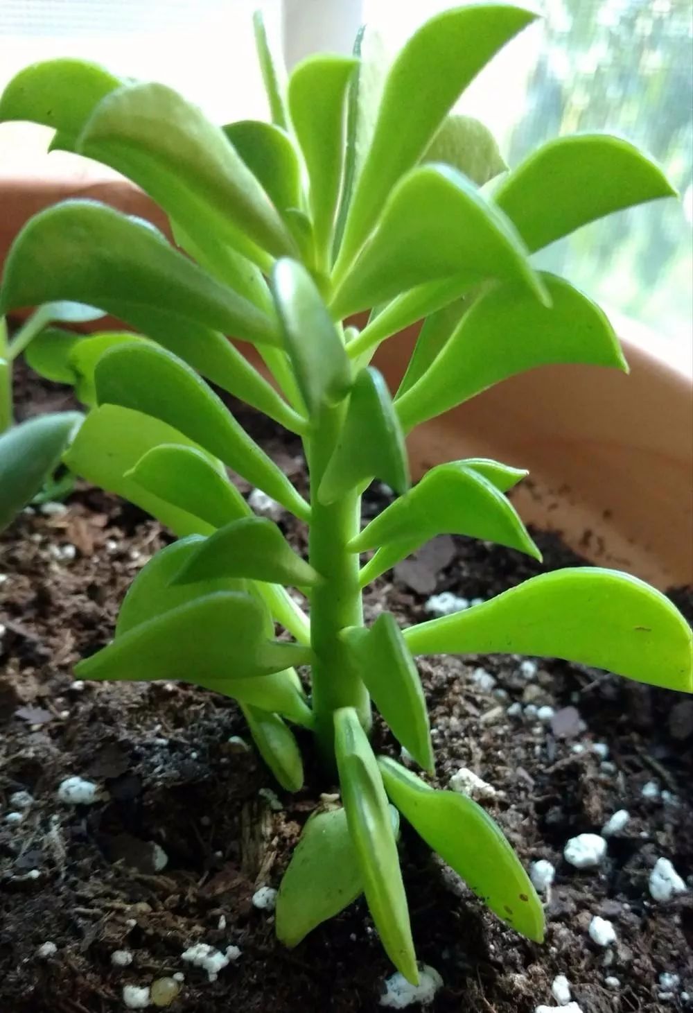 欢乐豆绿植的移植方法,欢乐豆是什么植物