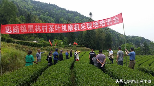 恩施土家人文地理：行游恩施，忠路雾洞春茶香