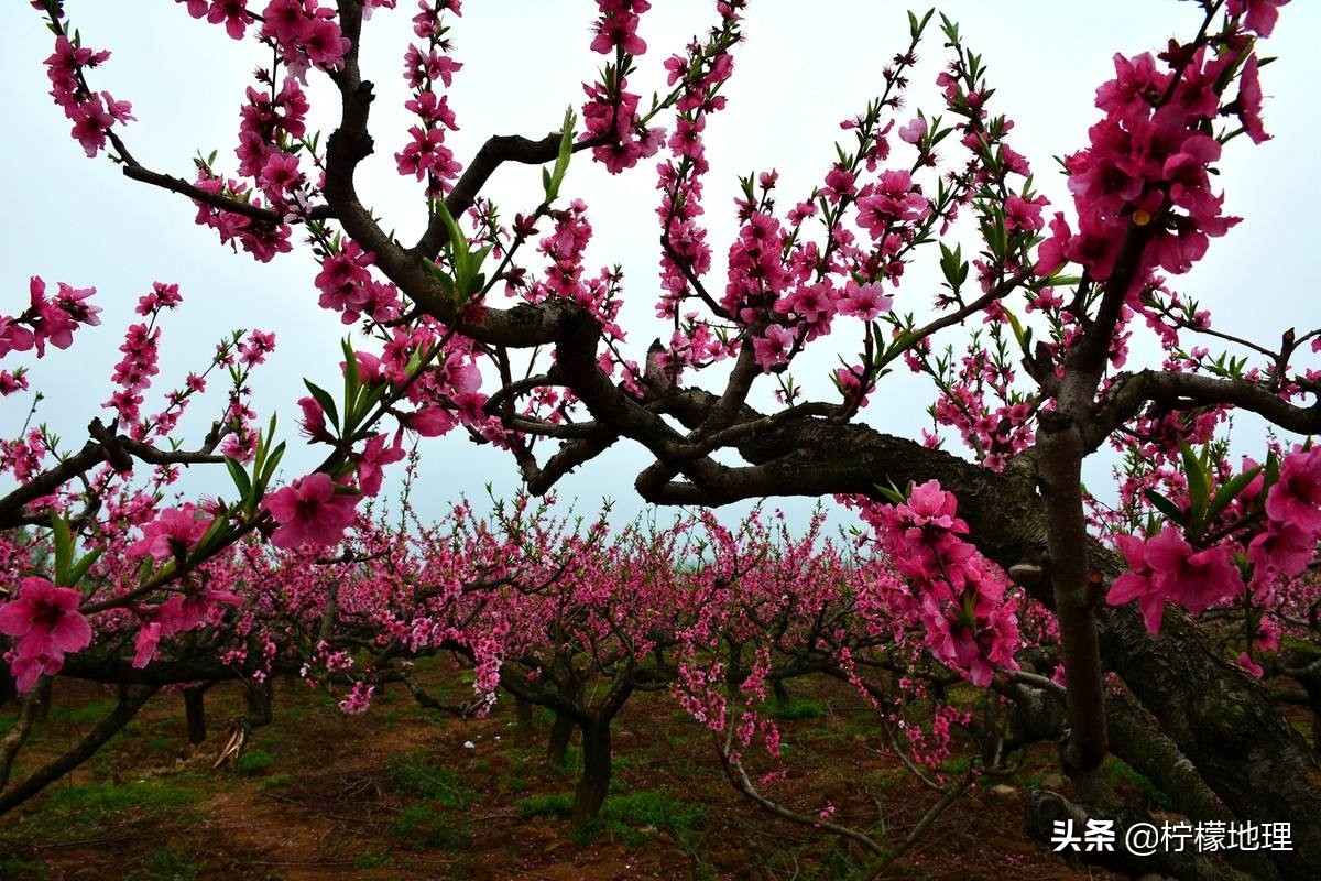西安王莽乡桃花基地,西安王莽万亩桃花园