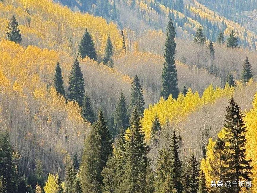 北美木材规格有哪些,等级划分的颜色代表什么