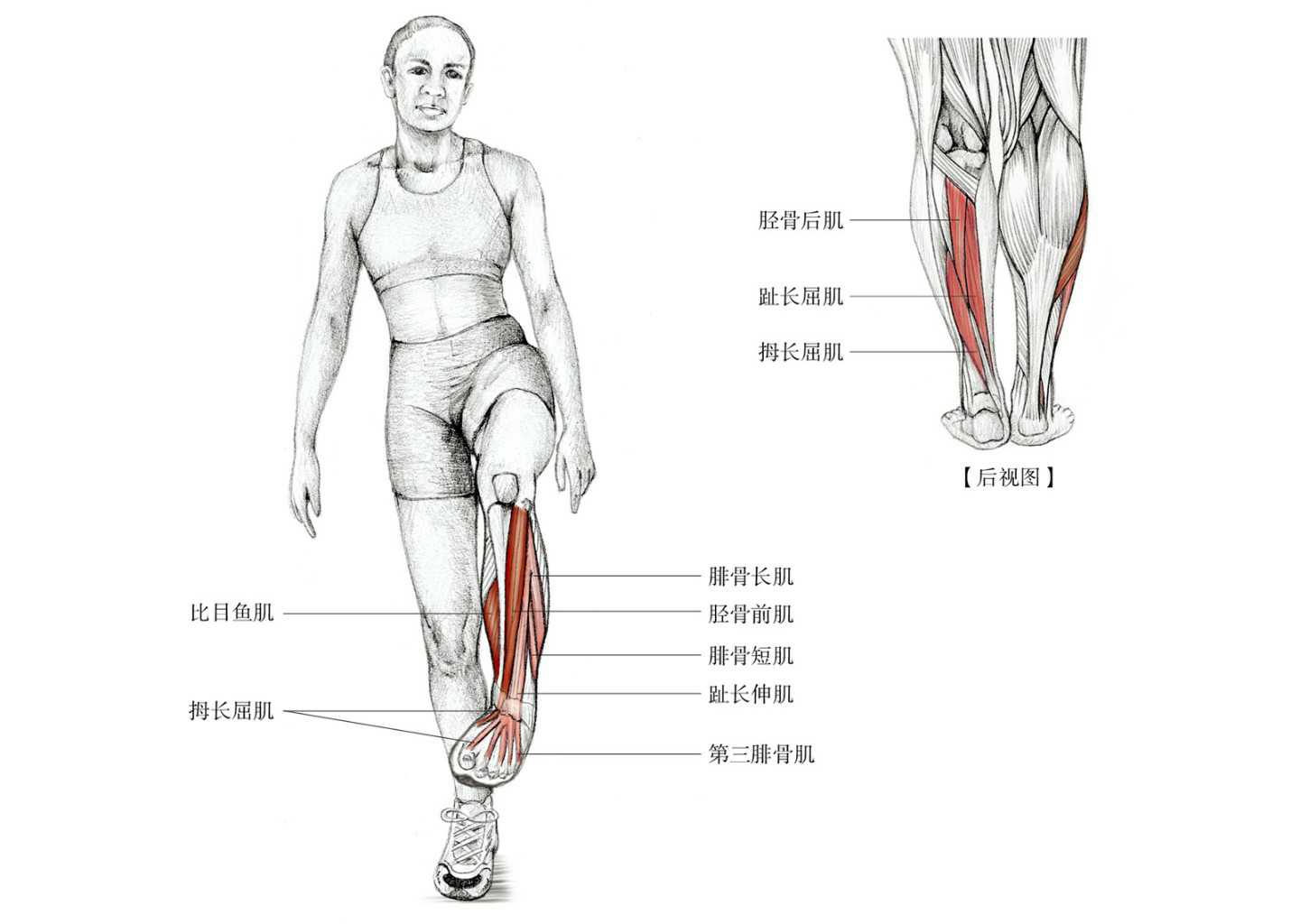 为什么崴脚另一个脚疼,脚踝崴脚后怎么拉伸