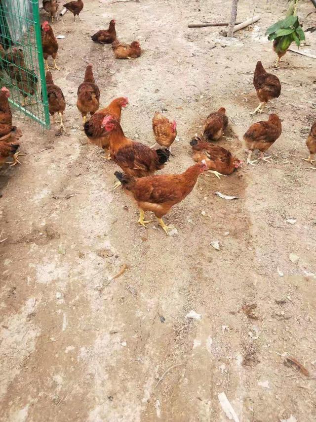 多西环素治疗鸡呼吸道,氟苯尼考加多西环素治疗支原体