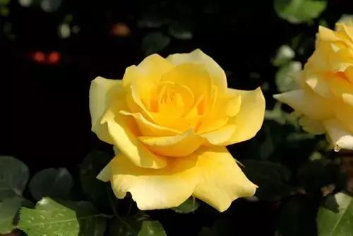 最漂亮10种微型月季,新手必入这8种月季漂亮好养