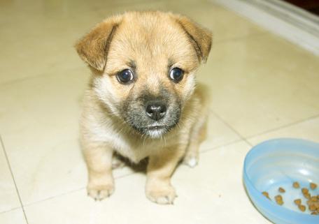 怎么去除宠物尿垢视频,清除宠物尿垢的方法