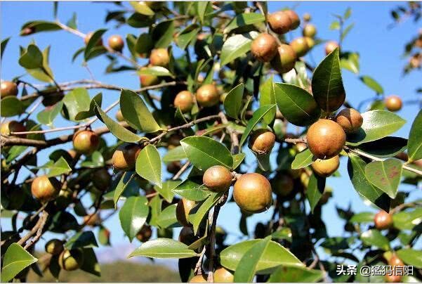 茶油120块钱一斤，油茶树市场前景广阔？