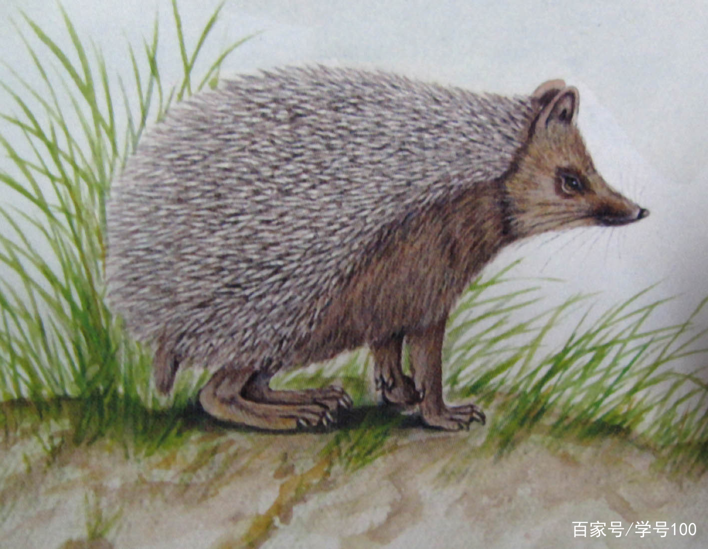 中国有可爱的刺猬吗,世界上真正的刺猬