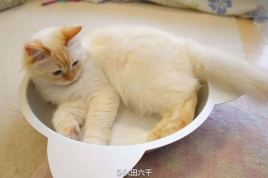猫咪中暑怎么办,猫咪中暑在家怎么处理呀