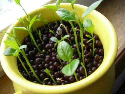 吃剩的水果种子种盆栽,吃剩下的种子种盆栽