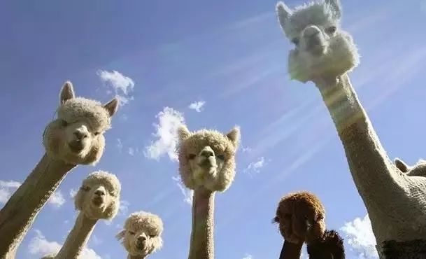 我带女朋友去新西兰，看几百万串会发光的“鼻涕”，她昏了过去