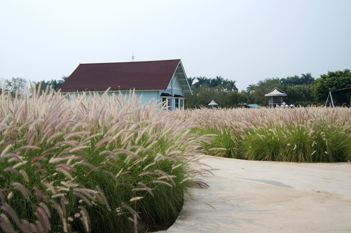 南沙百万葵园玩的景点推荐,广州南沙百万葵园