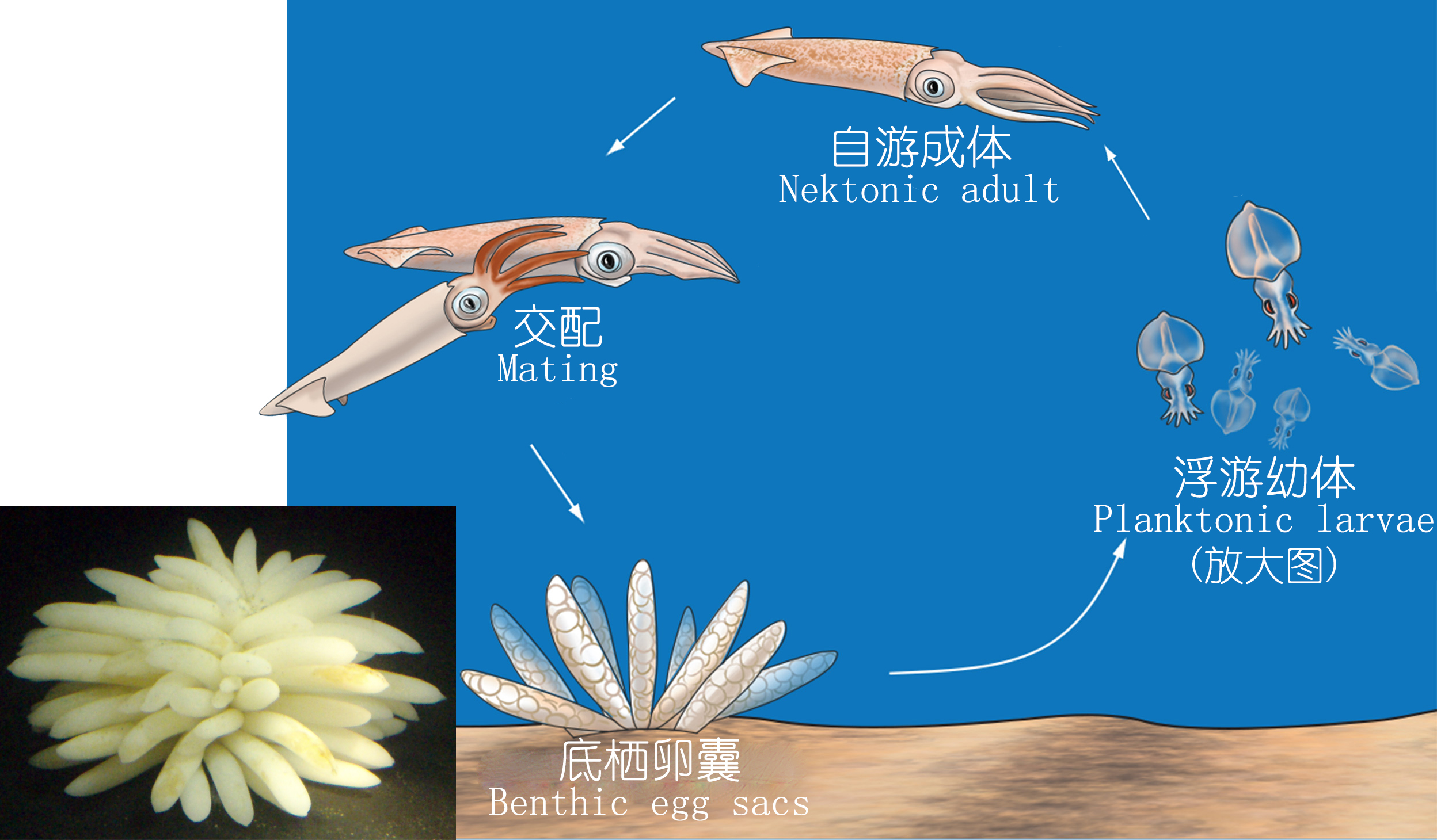 海鲜认识和吃法,海鲜解析