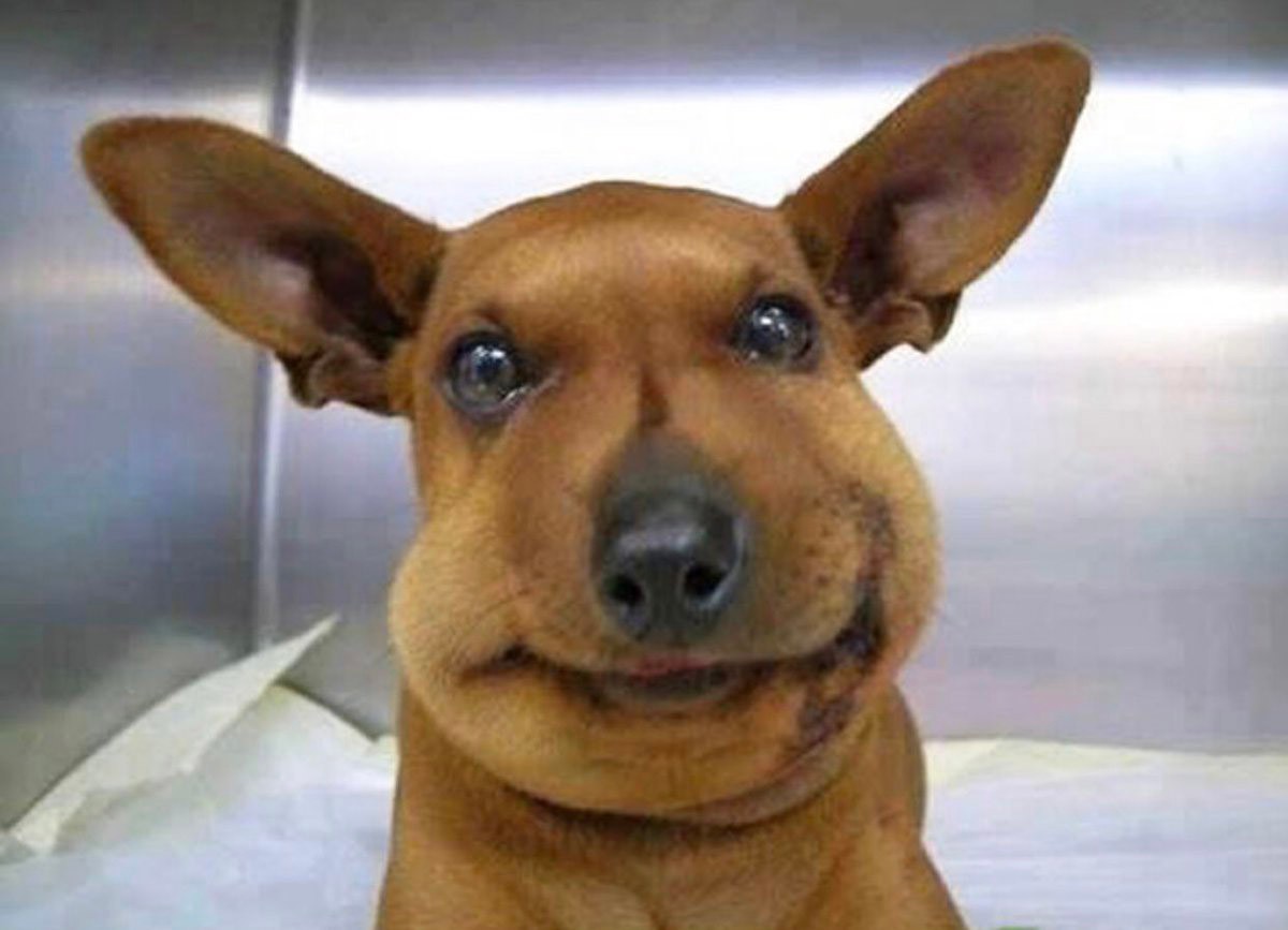 别人打马蜂后路人被攻击怎么办,打死马蜂会被其它马蜂报复吗