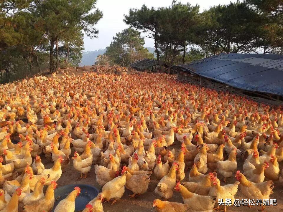 鸡眼睛肿，脸肿是什么病？如何治疗