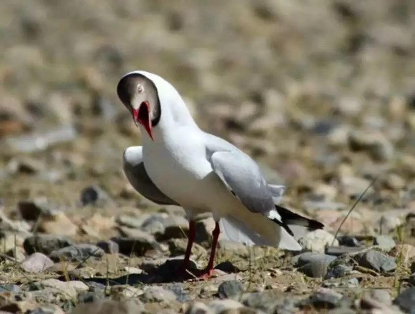 特别的萌给特别的你