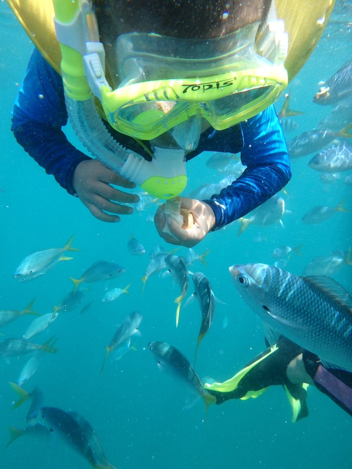 帕劳太平洋水族箱,潜水胜地帕劳水族箱