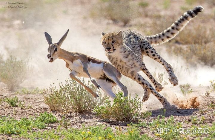 有哪些容易被认错的动物,容易被欺负的动物有哪些