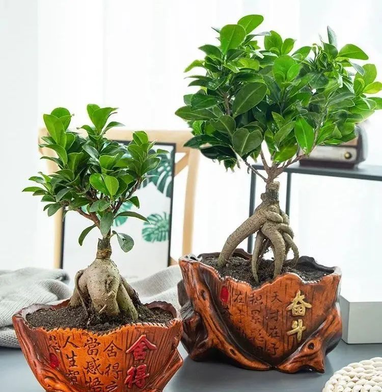 榕树大叶榕,高山榕大叶榕树怎么养殖