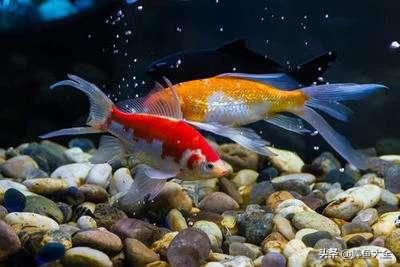 怎样建立观赏鱼的硝化细菌,养小型观赏鱼需要硝化细菌吗