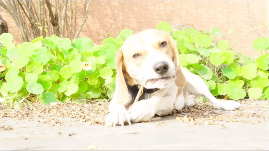 单评｜可以拍摄4K5倍慢动作的电影机ZCAME2