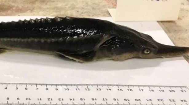 欧洲鲟和西伯利亚鲟杂交,鸭嘴鲟和白鲟杂交