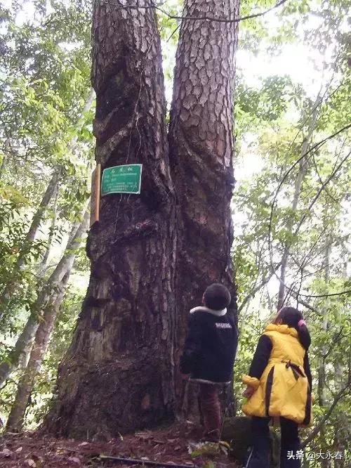 永春免费旅游景点大全一日游,永春山歌小镇旅游攻略