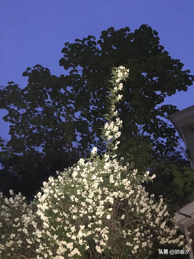 中医治白血病有多少成功案例,白血病治愈老中医