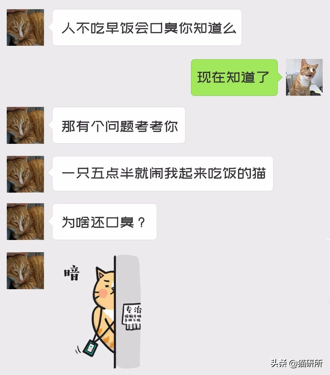 猫咪口臭的解决方法及原因,猫咪口臭缺乏什么