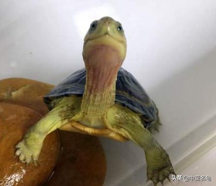 新手养龟快速入门教程,石金钱龟冬天怎么养新手必看
