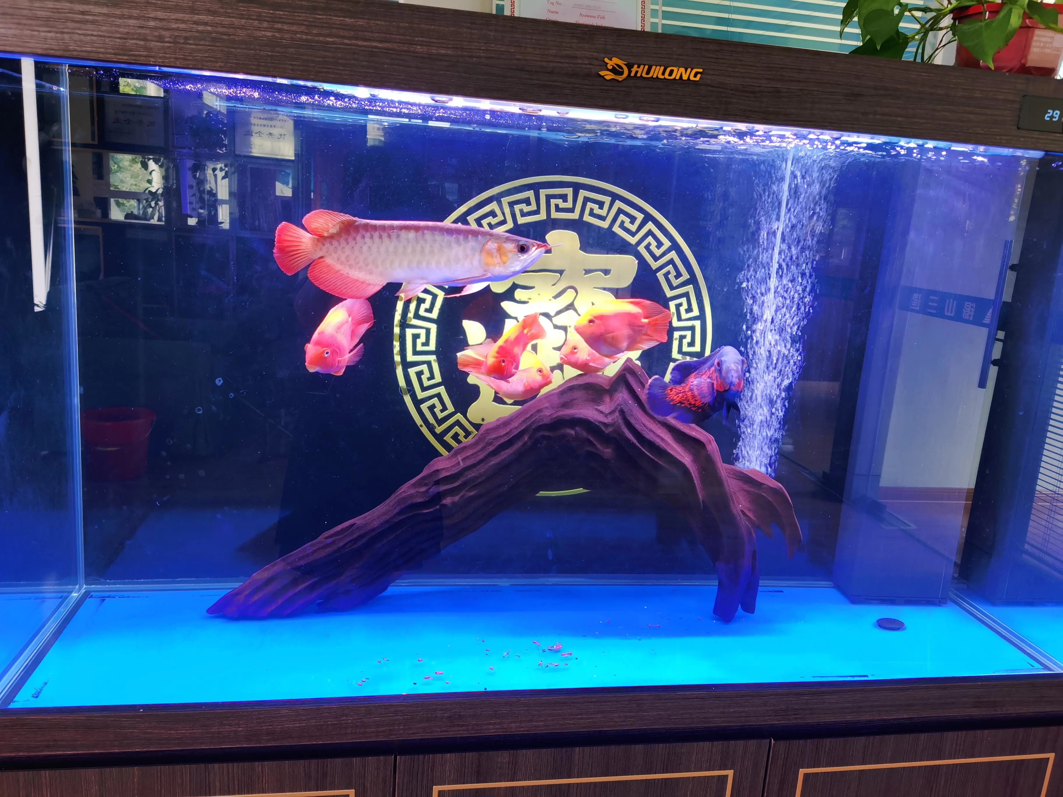 一条普通的金龙鱼一只多少钱,过背金龙鱼多少钱一条