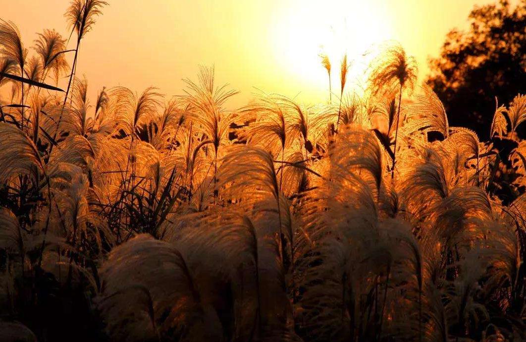 诗词吟诵《秋日》,秋日相思的古诗词