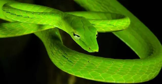 海南代表性动物,海南特有的珍稀动物