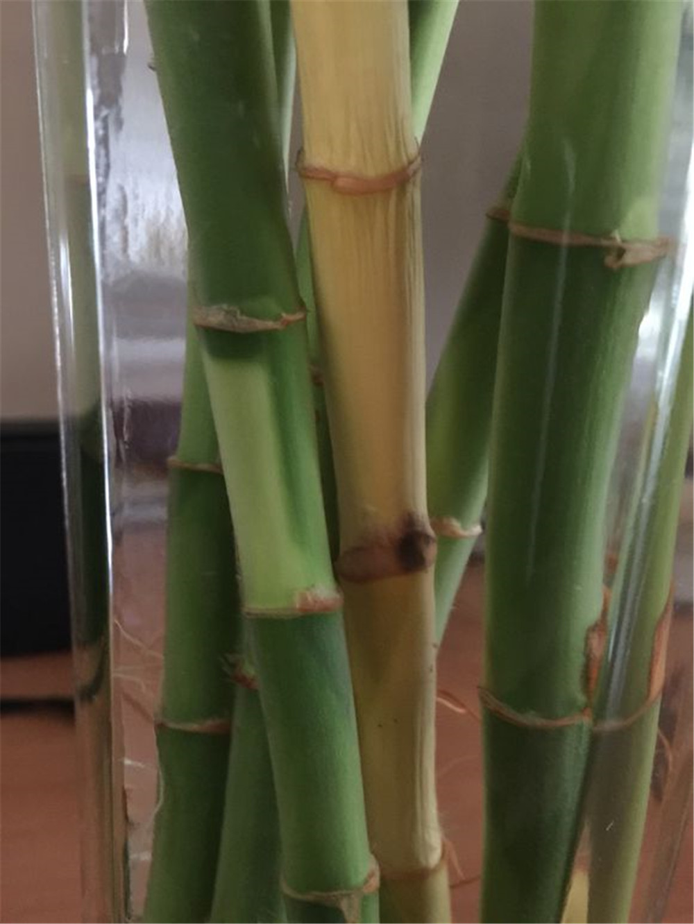 富贵竹叶子干尖黄叶怎么办,富贵竹叶子发黄可以剪根吗