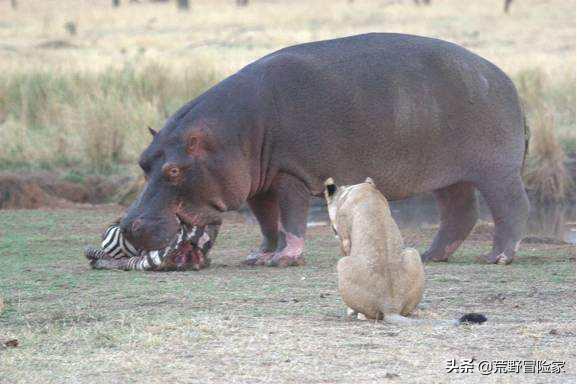 去真实的非洲大草原游猎,完全跟电视里看到的《动物世界》不同