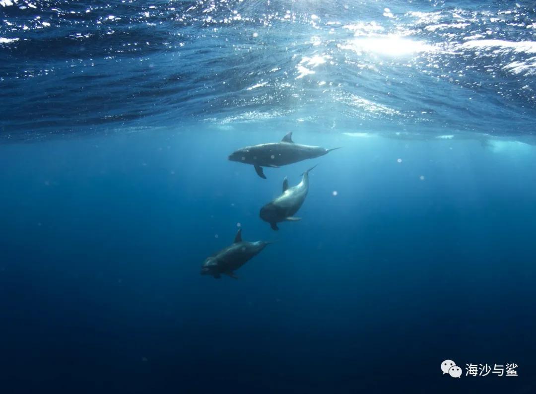 海洋霸主蓝鲸和巨齿鲨,蓝鲸是地球上的霸主