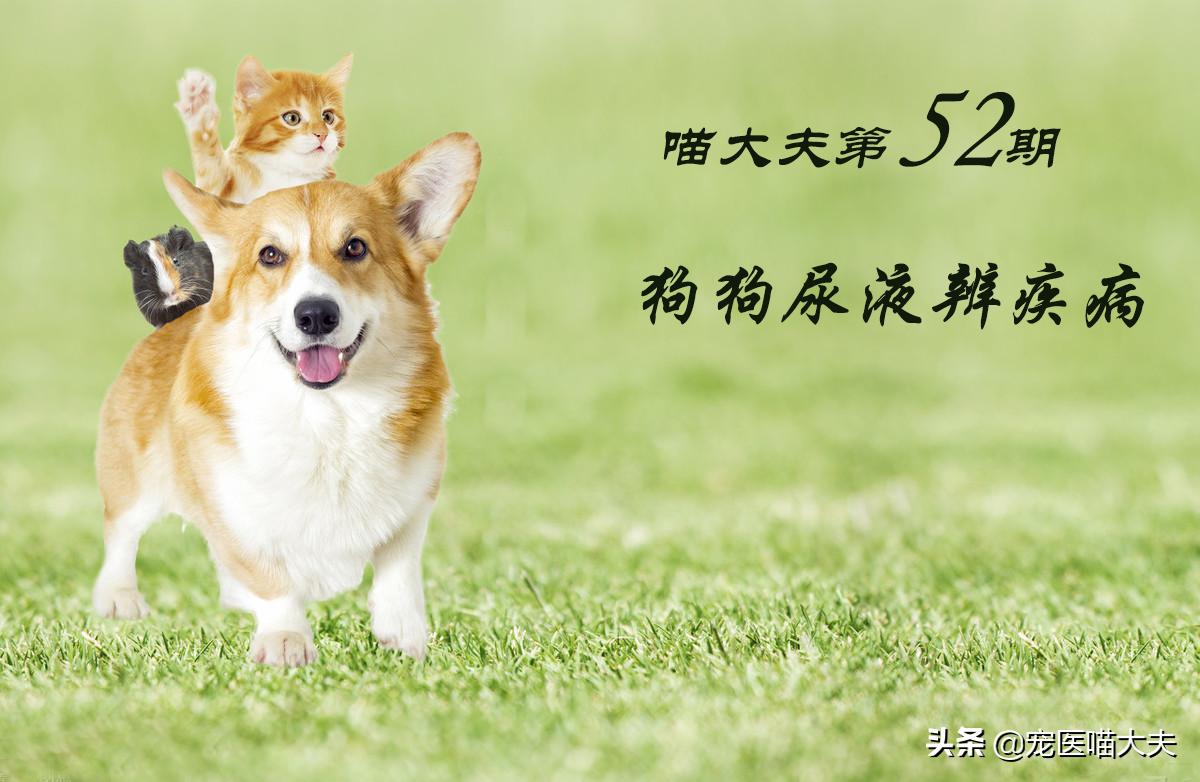 从狗狗尿液颜色看疾病，宠主自己在家也能分辨！