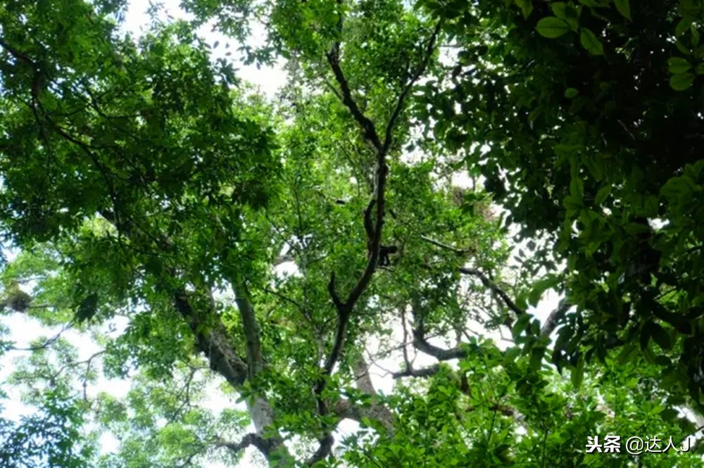 小天绝地求生,小天蜘蛛