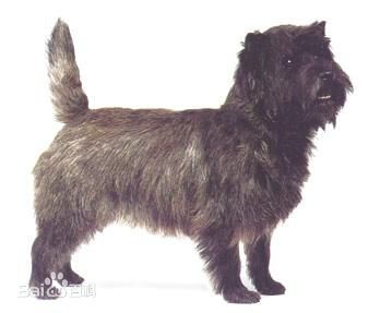 宠物狗小型犬品种排名大全及图片,性格温顺的小型犬有哪些