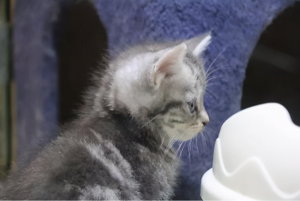 本以为养猫是为了不孤单,以为单身就可以自由