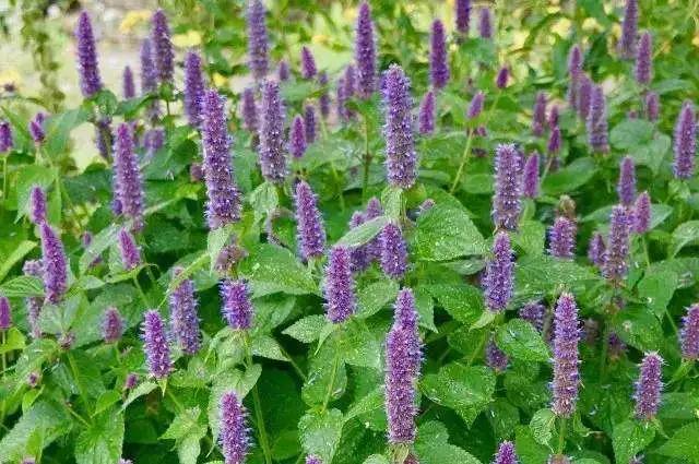 皮肤科医生都推荐的硫磺液体香皂，李佳琦5分钟卖了14406套