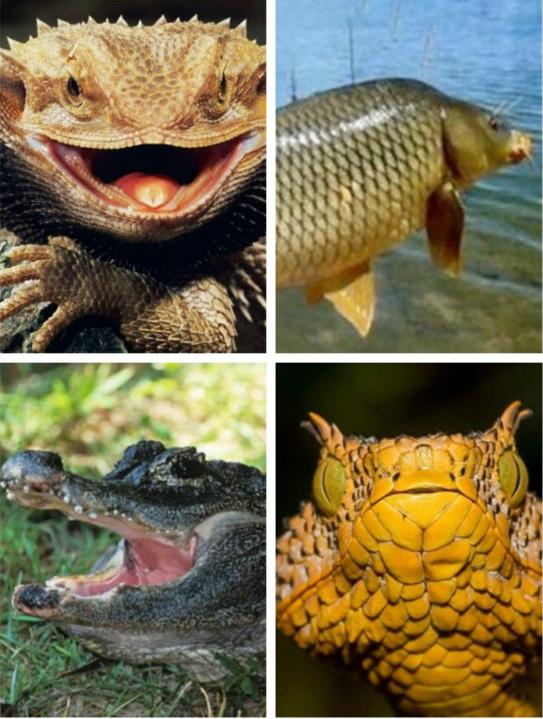 中国古代龙是干什么的,中国古代龙的演变过程