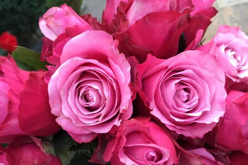 一篇文章带你认识三亚40种花,鲜花图鉴一次性认识30种玫瑰花