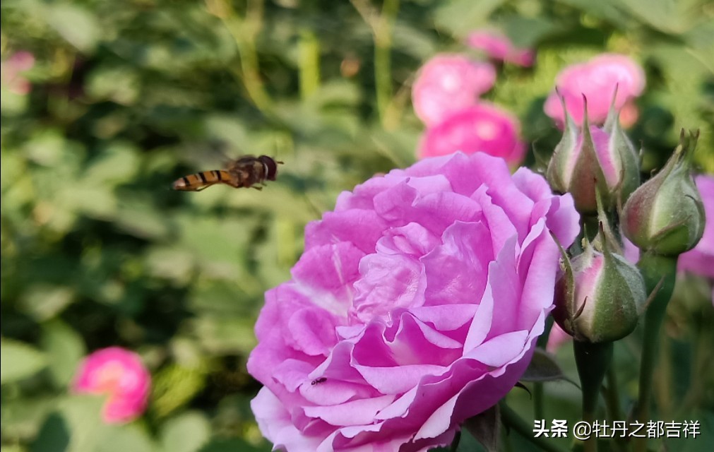 小小精灵采蜜忙,蜜蜂鲜花两相映!小手机拍出大意境