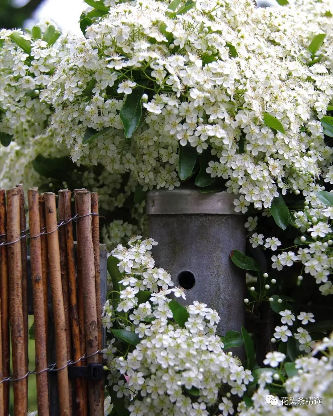 最优质的北美冬青,北美冬青性价比高的