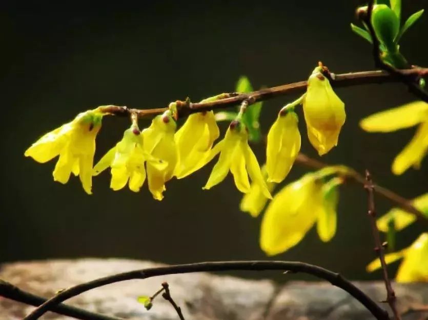 看到花的时候,不知是什么花?那就收下这份百花图谱